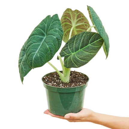 Stunning 'Silver Dragon' Alocasia - Unique Indoor Plant with Luxurious Textured Foliage