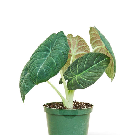 Stunning 'Silver Dragon' Alocasia - Unique Indoor Plant with Luxurious Textured Foliage