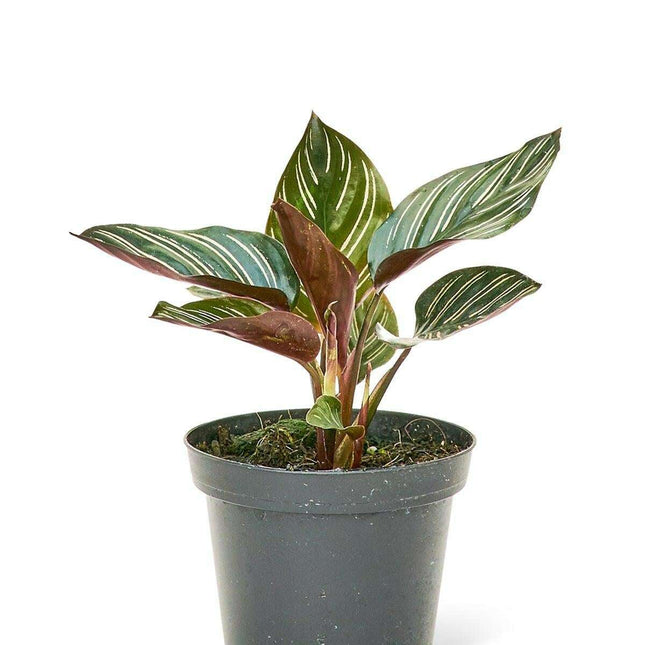 Stylish Duo of Calathea 'Pinstripe' and Prayer Plant - Modern Green Accents for Your Home