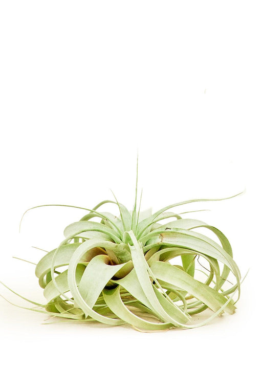 Majestic Air Plant Masterpiece, Large