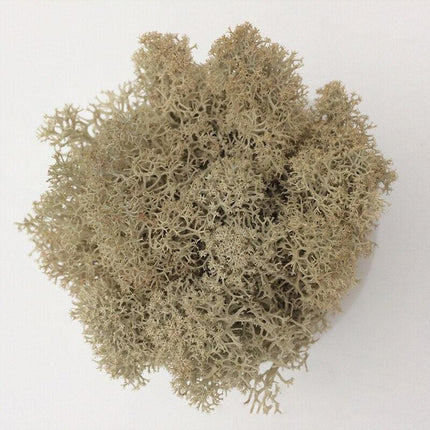 Timeless Elegance Moss Collection: Luxurious Artificial Plants for Upscale Home Decor..