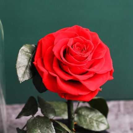 Timeless Romance: Stunning Preserved Rose in Glass Cloche - Authentic Bloom, Lasting Elegance, Enduring Beauty - Très Elite