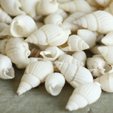 Tropical Conch Shells - 100-Piece Decorative Craft Set for Home and Parties