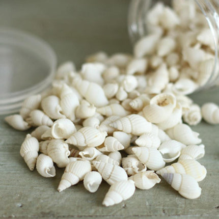 Tropical Conch Shells - 100-Piece Decorative Craft Set for Home and Parties