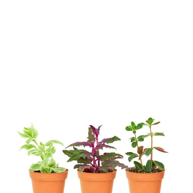 Tropical Luxe Baby Plant Collection: Elite Trio for Exquisite Living