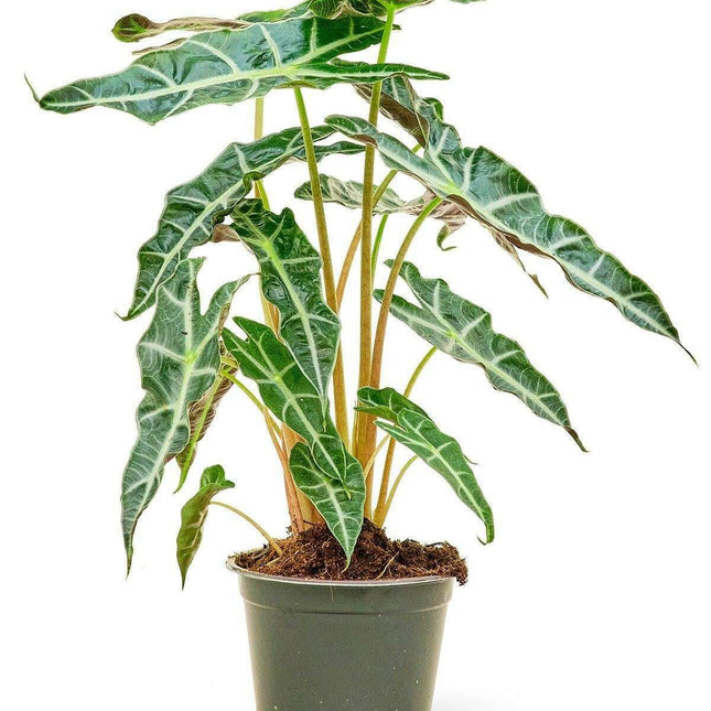 Tropical Oasis: Exquisite Alocasia 'Polly' for Your Indoor Sanctuary