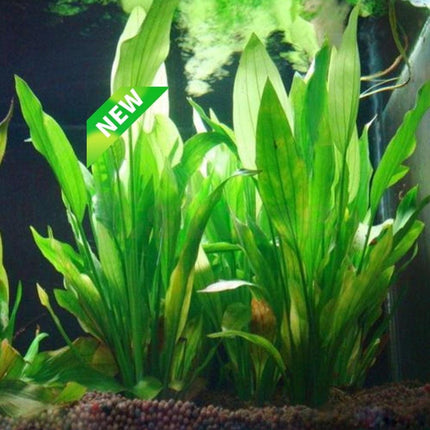 Vibrant Aquatic Plant Decoration Set with Stable Weighted Base for Thriving Aquariums - Très Elite