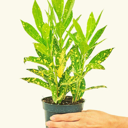 Vibrant Crimson Croton - Stunning Foliage with Radiant Yellow Accents