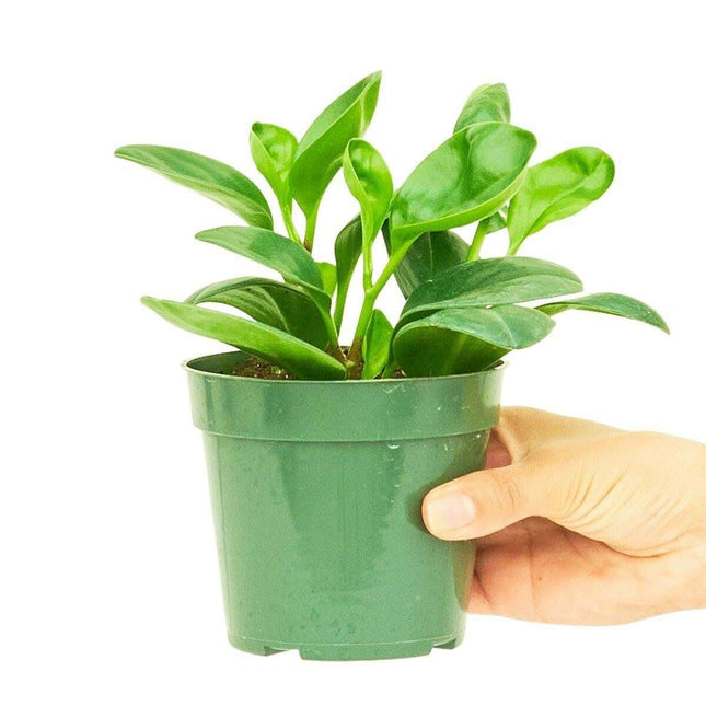 Vibrant Emerald Green Rubber Plant - Effortless Indoor Charm