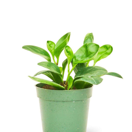 Vibrant Emerald Green Rubber Plant - Effortless Indoor Charm