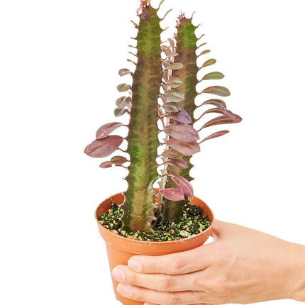 Vibrant Petite African Milk Tree - Eye-Catching Red and Green Succulent Delight - Très Elite