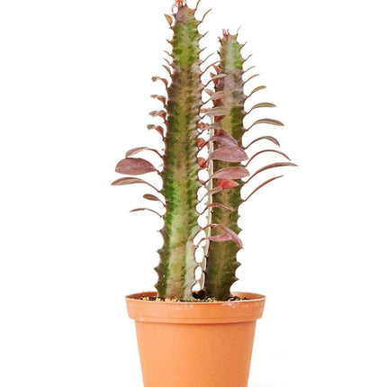 Vibrant Petite African Milk Tree - Eye-Catching Red and Green Succulent Delight - Très Elite