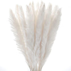 30pcs White Pampas