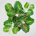 Vibrant Multicolour Silk Leaf Plant Bundle - Lifelike Home Decor Arrangement