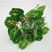 Colorful Silk Leaf Plant Bundle - Home Decor Accent