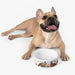Elegant Artisanal Ceramic Pet Bowl for Stylish Pet Owners
